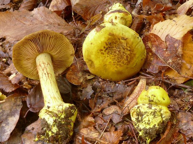 Cortinarius Splendens 02